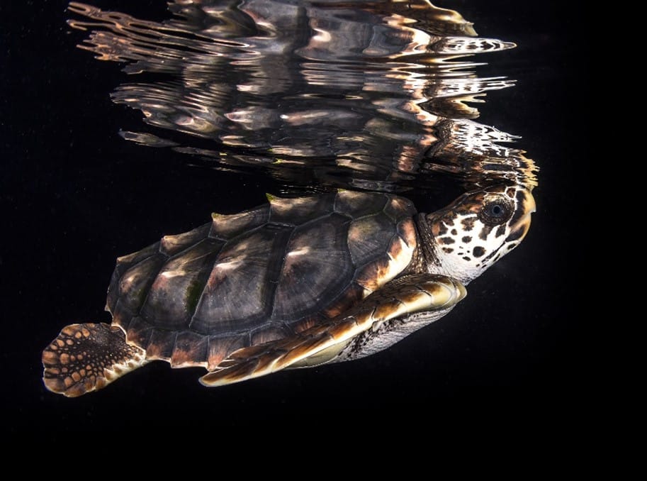 Glencore swims upstream for turtle research - Australian Mining
